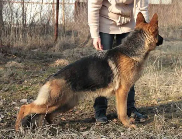 V1 Anschi Al Jura2000