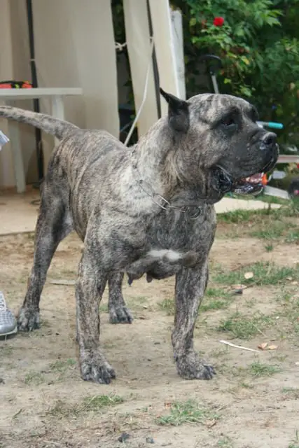 Zagunis de Esgrima Perros