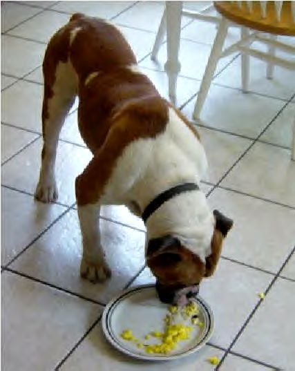 DragonSlayer's Pebbles of Hermes