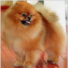 Hobby Maryden Freddy Grant