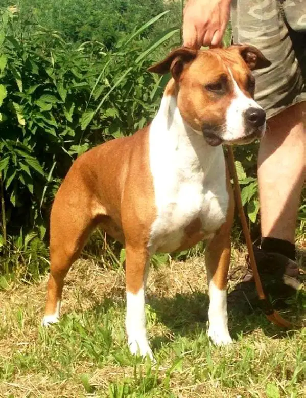 Moon Rock Landi's Garden Of Dakota