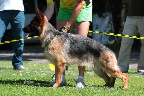 Abigel vom Hasenkampf Hof