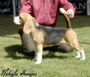 Beagelee Killer Queen