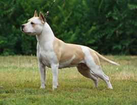 InterChampion. HCH. Ro.Ch. Imperial XZ Peaches & Cream