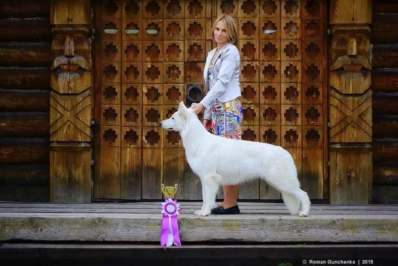 JCH RUS, CH RUS, CH RKF Nevada Do Vale Das Princesas