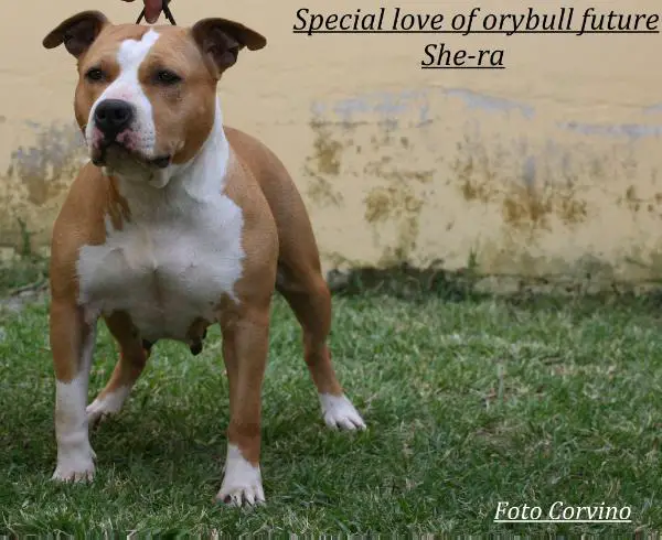 special love fory bull s future
