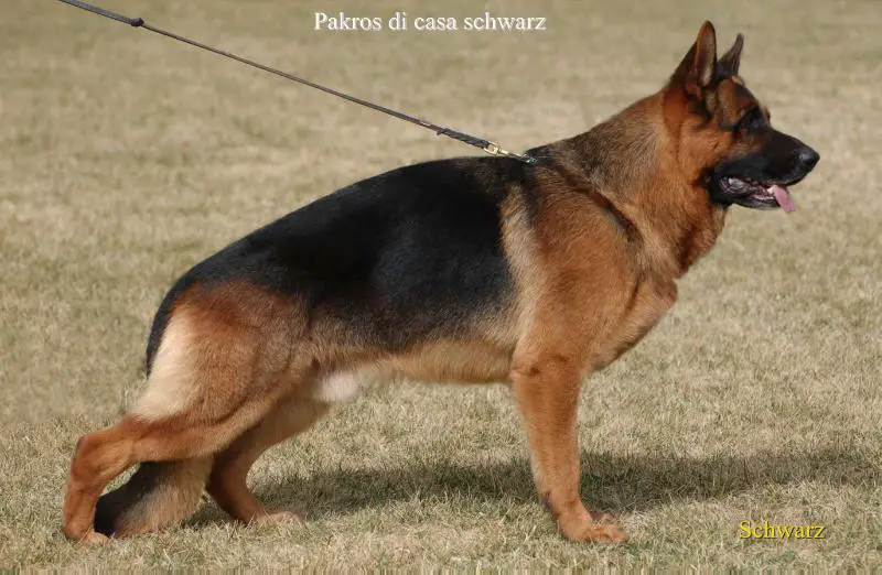 Pakros di Casa Schwarz