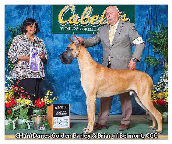 CH Aadanes Golden Barley and Briar of Belmont