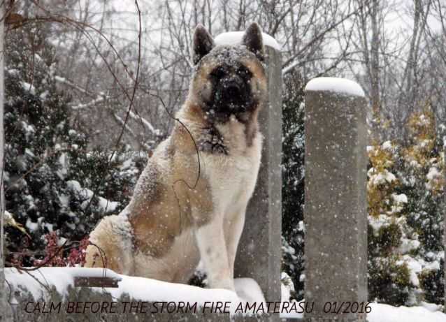 UKR CH Calm Before The Storm Fire Amaterasu