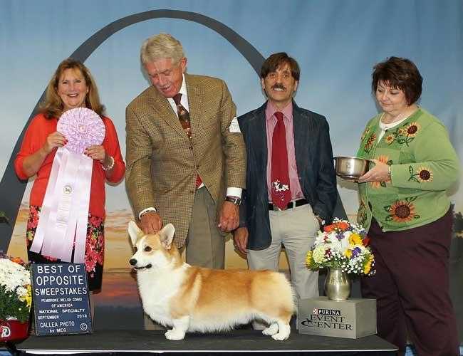 GCH CH Nebriowa Saddleshoes