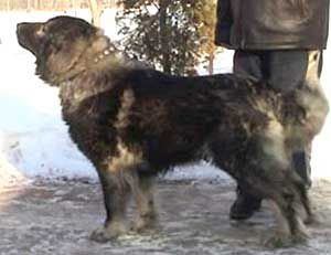 Brigada (2004) [Lord x Bagira]