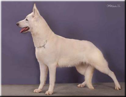 Klarens Lumeny Einstein's