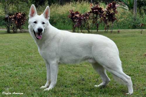 Asthar Miller Sunrise da Serra