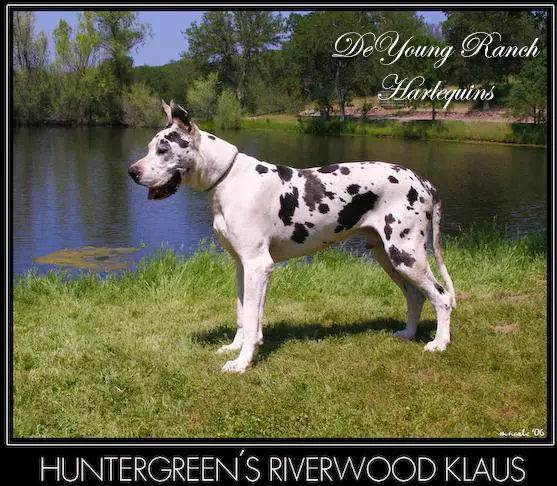 Huntergreens Riverwood Klaus