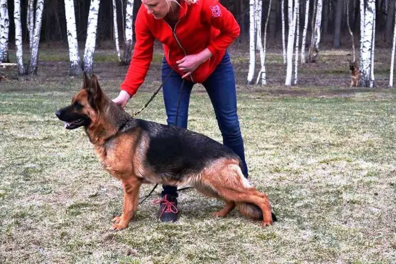 SG Brumi Gelezinis vilkas