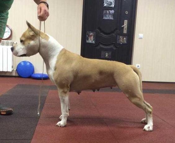 CH Vanity Fair Iriss Delux