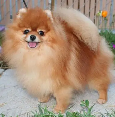 Avalon's Elusive Toy Giovanni