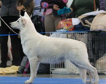 JCH, RAS, JPNKP Arden sol  alyaska  action