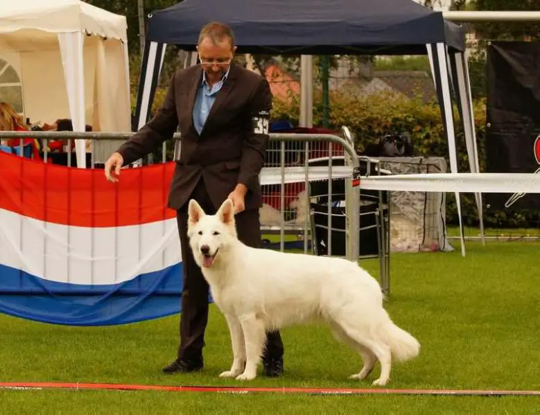 Chayenne Blue vom Donnersberger Land