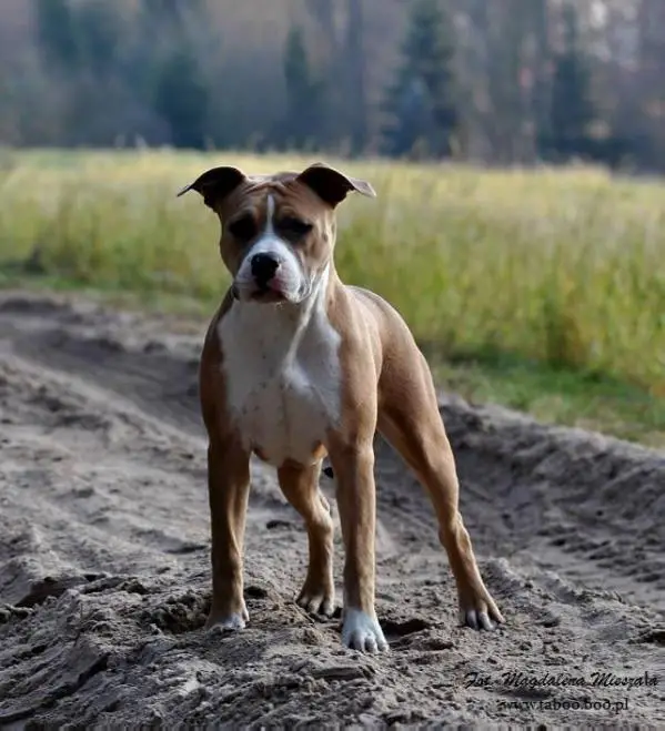 BIS PUPPY GUINNESS RECORD Taboo