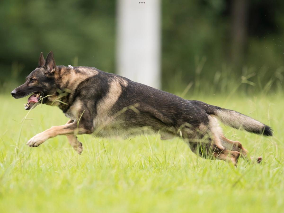 Albus "Dobby" Van Meerhout