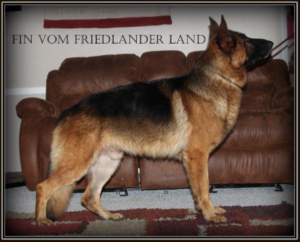 Fin Vom Friedlander Land
