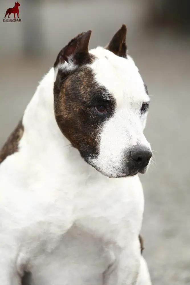 CH Roadhouse's Mr Sindelar