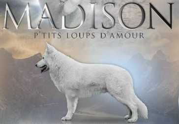 CH.BALKAN ,LT  ,BG, RO ,PL , JCH.PL MADISON P'tits Loups d'Amour