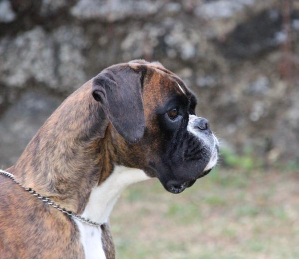 Cassy de Villa astur