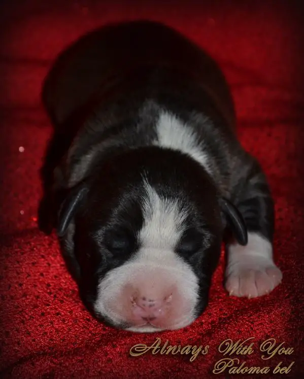 Always with you Paloma bel