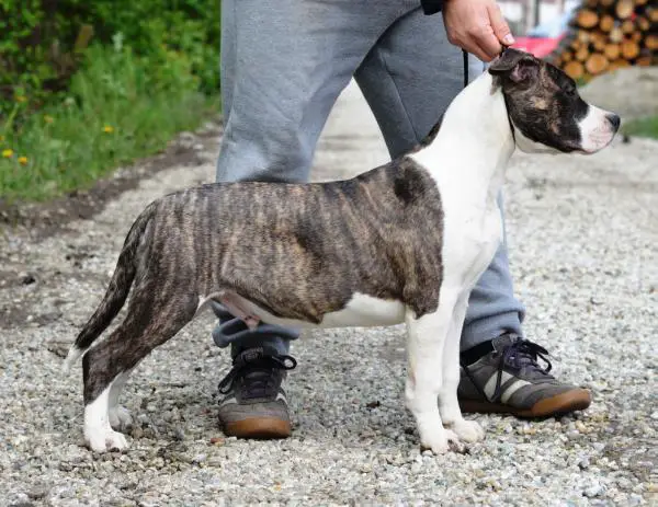 Ducipal Ringmaster Achilles