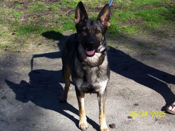 Esmee vom haus Baysden