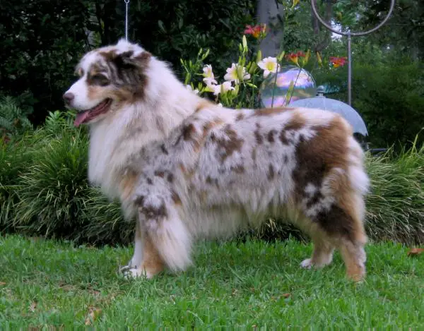 HOF CH Gefion's Kissing Bandit