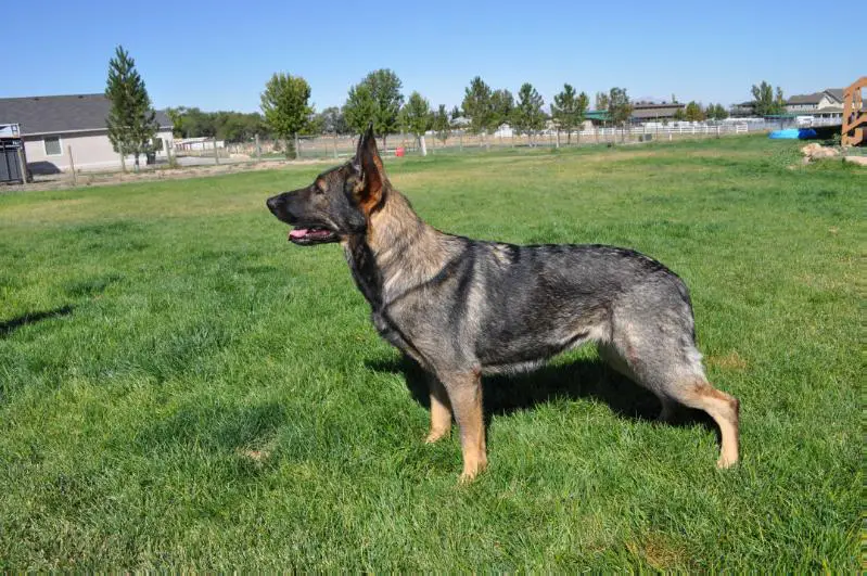 Prinzessin khaleesi von eintze