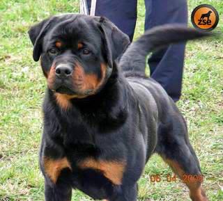 IKAR OD DRAGICEVICA (SER)