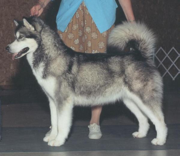 CH GCM Oakiok's Sock It To Ya