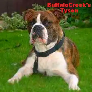 BuffaloCreek's Tyson,AB-Pitbull-EB
