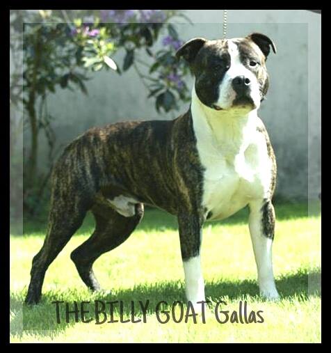 Thebilly Goat Gallas