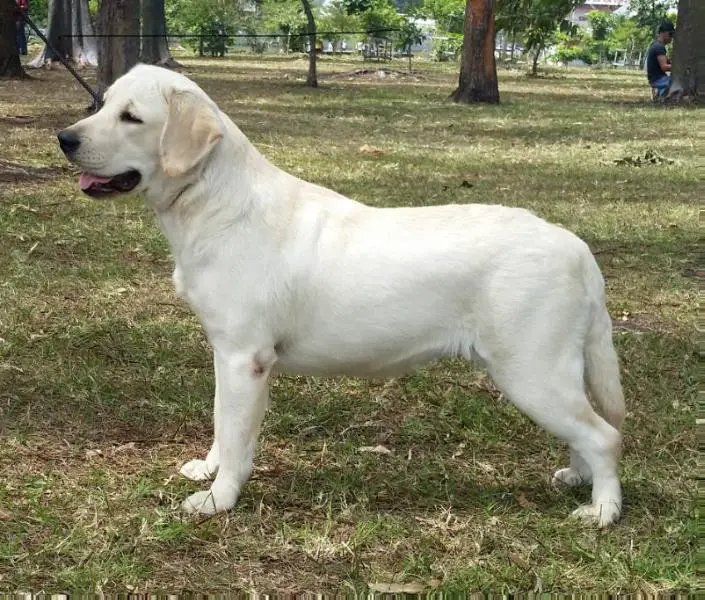 BISS,CHJ Richcoast Bobwhite Olive