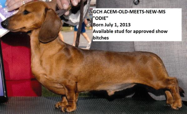 GCH Acem-Old-Meets-New-Ms