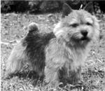 CHATZ NORSE KING WITH BELLEVILLE
