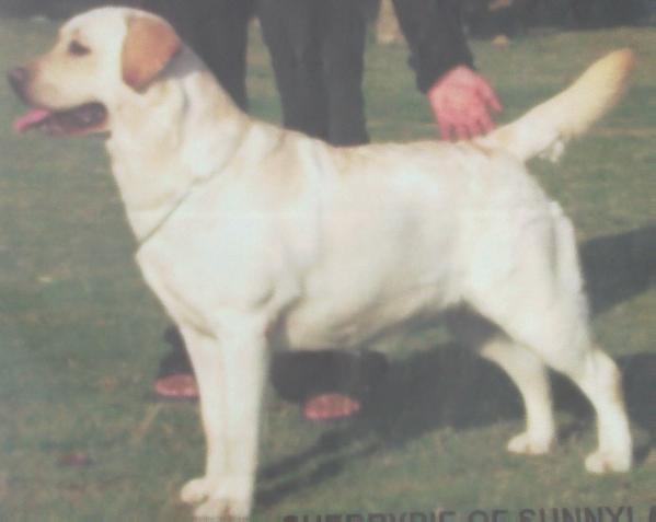 Cherrypie of Sunnyland