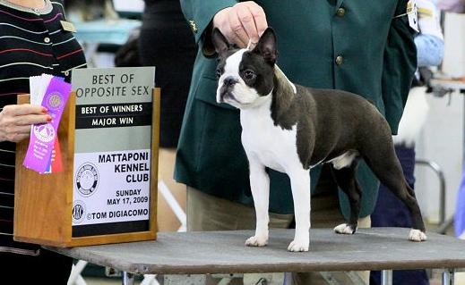 Anchor's & Tarbay's Elite Humdinger