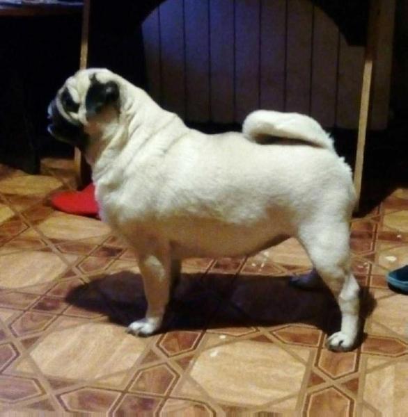 Beautiful Yunona Yankor Crimea