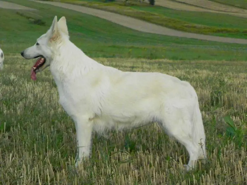 CANTA LUPA FARA White Matahar (Canta Lupa (FCI) Kennel)