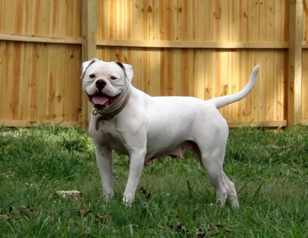 Buretta's Pistol Annie