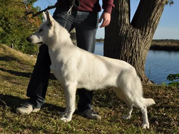 Chivas of Weiber Schaferhund FAB