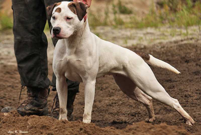 Bingen Bulldogs Piggy Bank