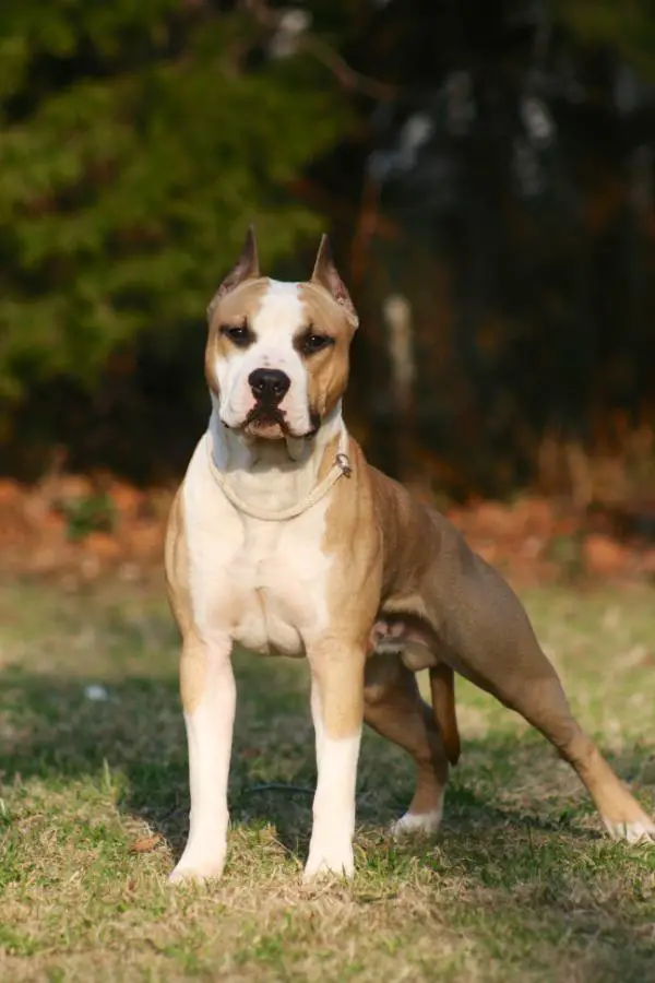 Skye's Sun and Stars Over Hilltop