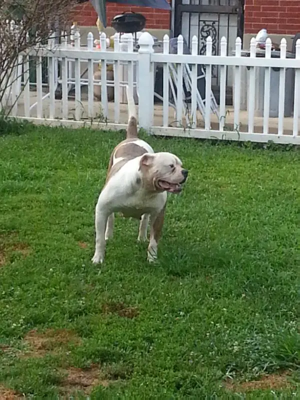 Garnett's Shuga of Allamericanbulldogs